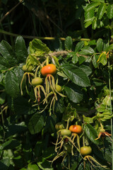 Rose hips along a hiking trail on the Baltic Sea island of Poel, Mecklenburg Western Pomerania - Germany