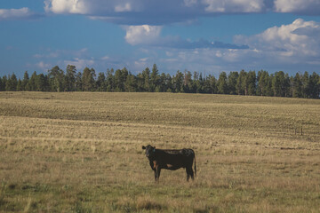 cow in field with beautiful sky