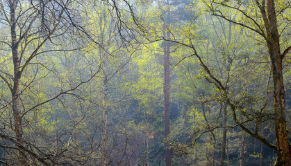 Heath Warren Wood Hampshire, colourful spring woodland scenes
