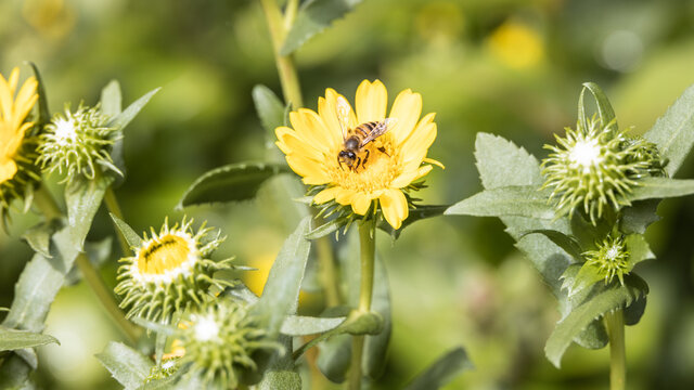 Yellow Blossom