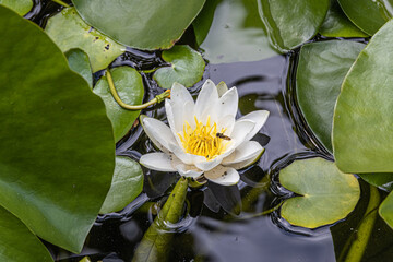 Whit water lily © rainerkerber