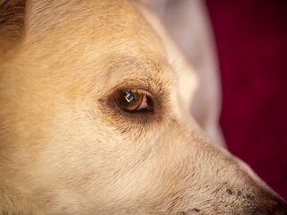 
Sweet dog look. Ready for entry.