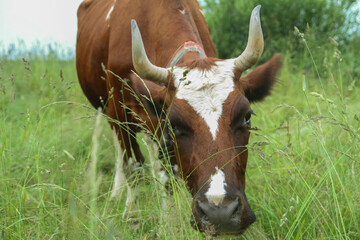 Naklejka na ściany i meble A cow in the meadow