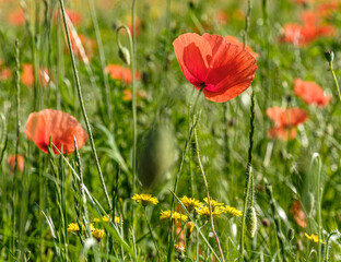 Obraz premium Pole maków. Papaver rhoeas lub zwykły mak czerwony to jednoroczny gatunek zielny, a mak ten wyróżnia się jako chwast rolniczy, który może kiełkować, gdy gleba jest naruszona