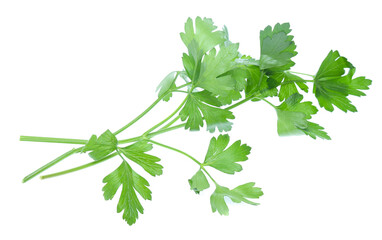 Parsley herb isolated on white background