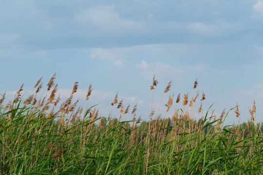 Dry reeds on a green field