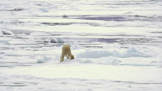 A thin starved polar bear (Ursus maritimus) walking on ice and shakes