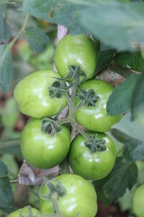 Fresh and healthy homegrown unripe tomatoes.Organic tomatoes in a bunch