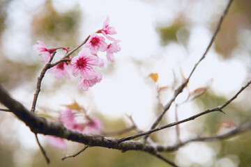 Beautiful cherry blossom or sakura in spring time over  sky