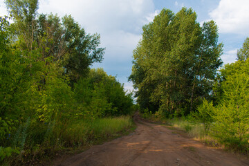 Fototapeta na wymiar Forest-sandy road after the rain