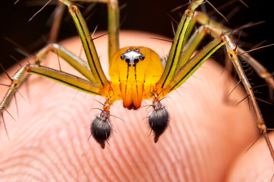 Close up of Lynx spider on hand. The Oxyopes javanus Throll Oxyopes linestipes (C.L. Koch)  in the forest at Thailand.