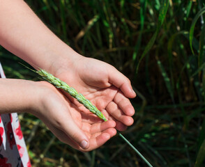 Child's hand holds a green wheat spike in a field. A child in a wheat field. Let's protect the nature
