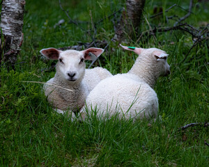 Lambs in the grass