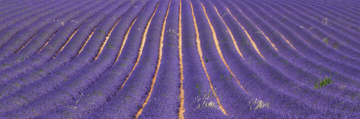 Fototapeta na wymiar Lavender fields of Provence in summer (panoramic). Valensole Plateau, Alpes-de-Haute-Provence, European Alps, France