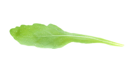 green fresh rucola leaves isolated on white background. Rocket salad or arugula