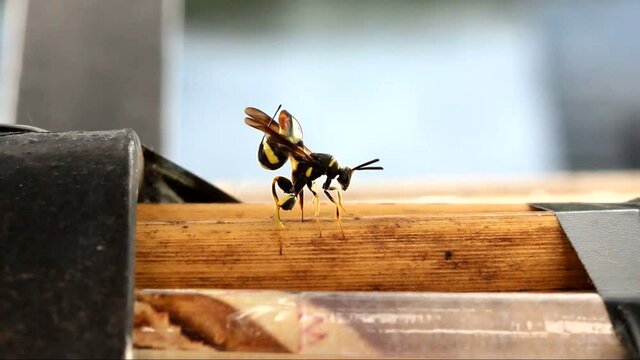 Female parasitic wasp ( Leucospis dorsigera) ovipositing 

Leucospis dorsigera is a species of wasp belonging to the family Leucospidae. Leucospidae are external parasitoids of larval hymenoptera, mos