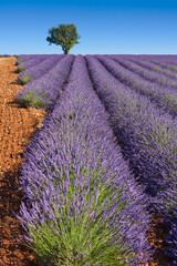 Lavender fields of Provence in summer with almong tree. Valensole Plateau, Alpes-de-Haute-Provence, European Alps, France
