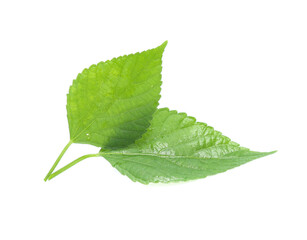 Fototapeta premium green leaf isolated on a white