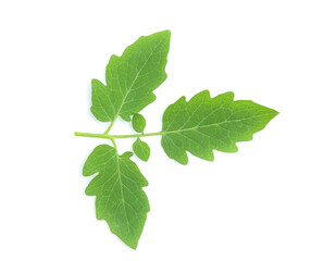 fresh tomato leaf on white background