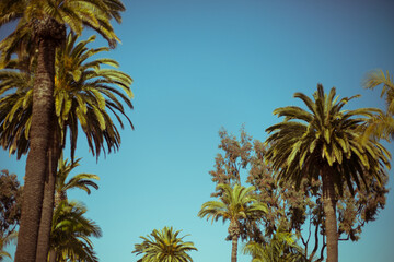 Fototapeta na wymiar Palm Trees 2