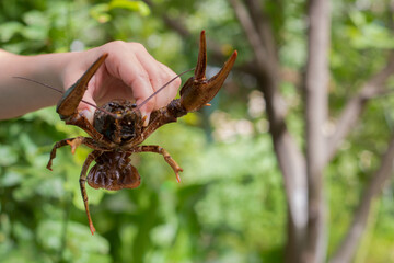 Live cancer in the hand on the background of the garden-summer, river catch