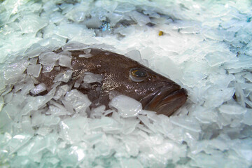 A fish in the ice