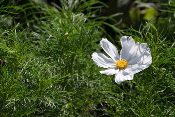 white flowers in the grass