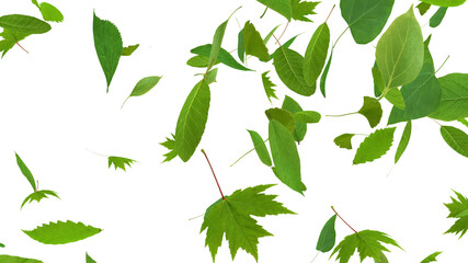 Green Flying leaves leaf 3D illustration background