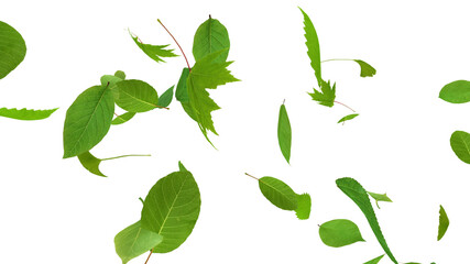 Green Flying leaves leaf 3D illustration background