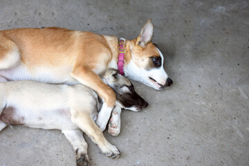 red dog lie with a puppy in an embrace. dog friendship