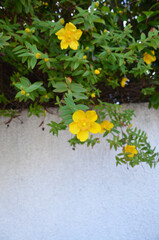 Beautiful blooming Yellow Flower St. John’s Wort Hypericum kalmianum ‘Gemo’ During Summer.