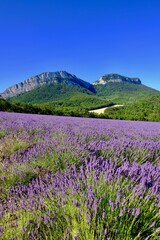 Fototapeta premium POLA LAWENDOWE W SAOU DRÔME FRANCJA