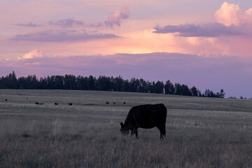 cow grazing at sunset in field