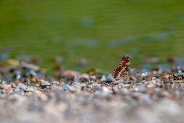 A beautiful butterfly (Araschnia levana) sits on the stones by the pond. The summer sun illuminates the butterfly. Close-up. Wildlife photography.