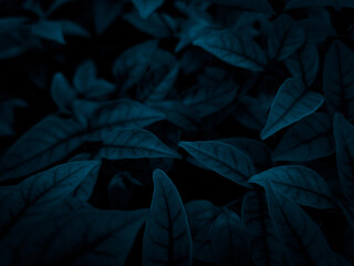 Beautiful abstract color gray and blue flowers on dark background and dark graphic white flower...