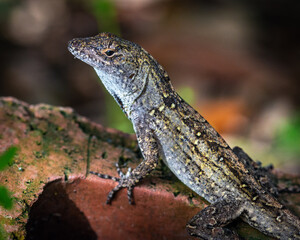 Closeup of a Brown Anole in the sun on a red brick!