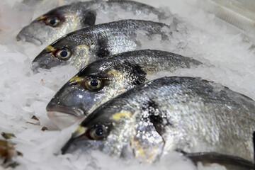 Close up of fresh fish