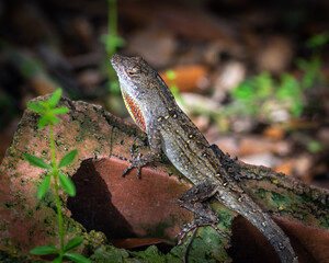 Brown Anole on a red brick!