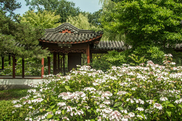 japanese garden in spring