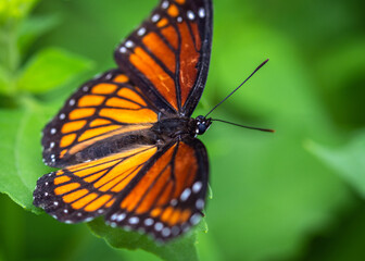 Fototapeta na wymiar Viceroy Butterfly along the nature trail in Pearland!
