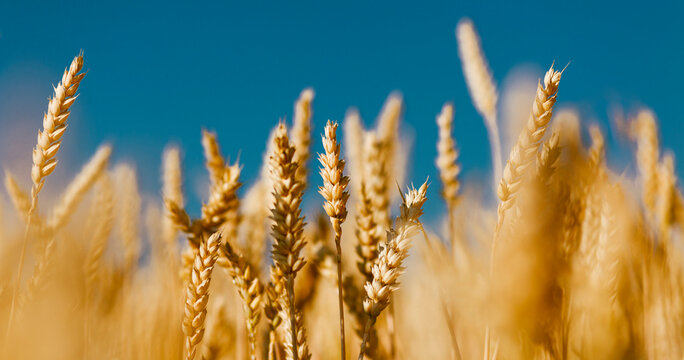 Golden field of ripened cereal, yellow wheat and rye against the blue sky.