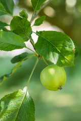 Jeune pommier avec de petites pommes verte et rouge