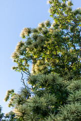 Gros plan sur châtaignier commun (Castanea sativa) femelle en fleur