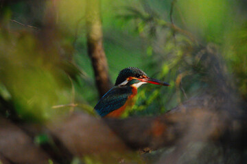 Fantastic bird