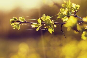 autumn leaves background