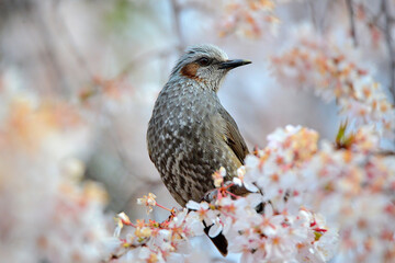 蜜の味
