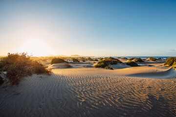 Sandy dunes with plants at sunset in Famara beach, Lanzarote
