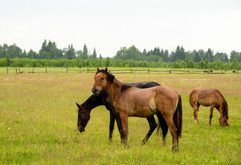 A herd of young foals grazing on a field.