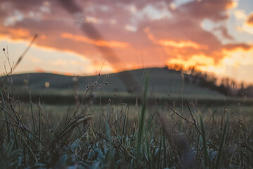 Obraz premium field flowers and orange sunset