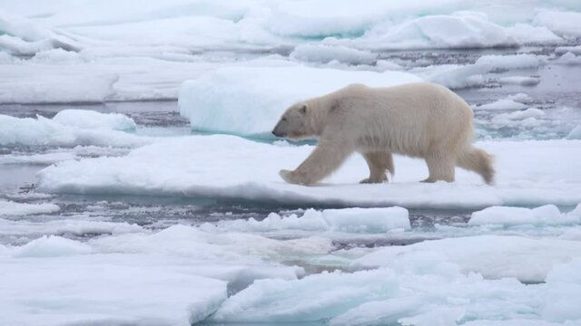A polar bear jumps from an ice surface to the other